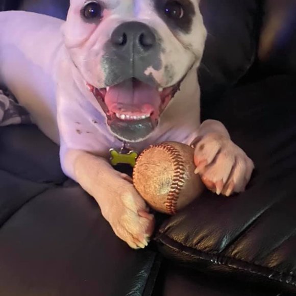 Meet your Posher, Casey - Picture 3 of 6